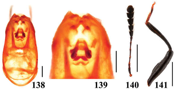 Image of Scaphidium connexum Tang, Liang, Li-Zhen Li & Wen-Jia He 2014