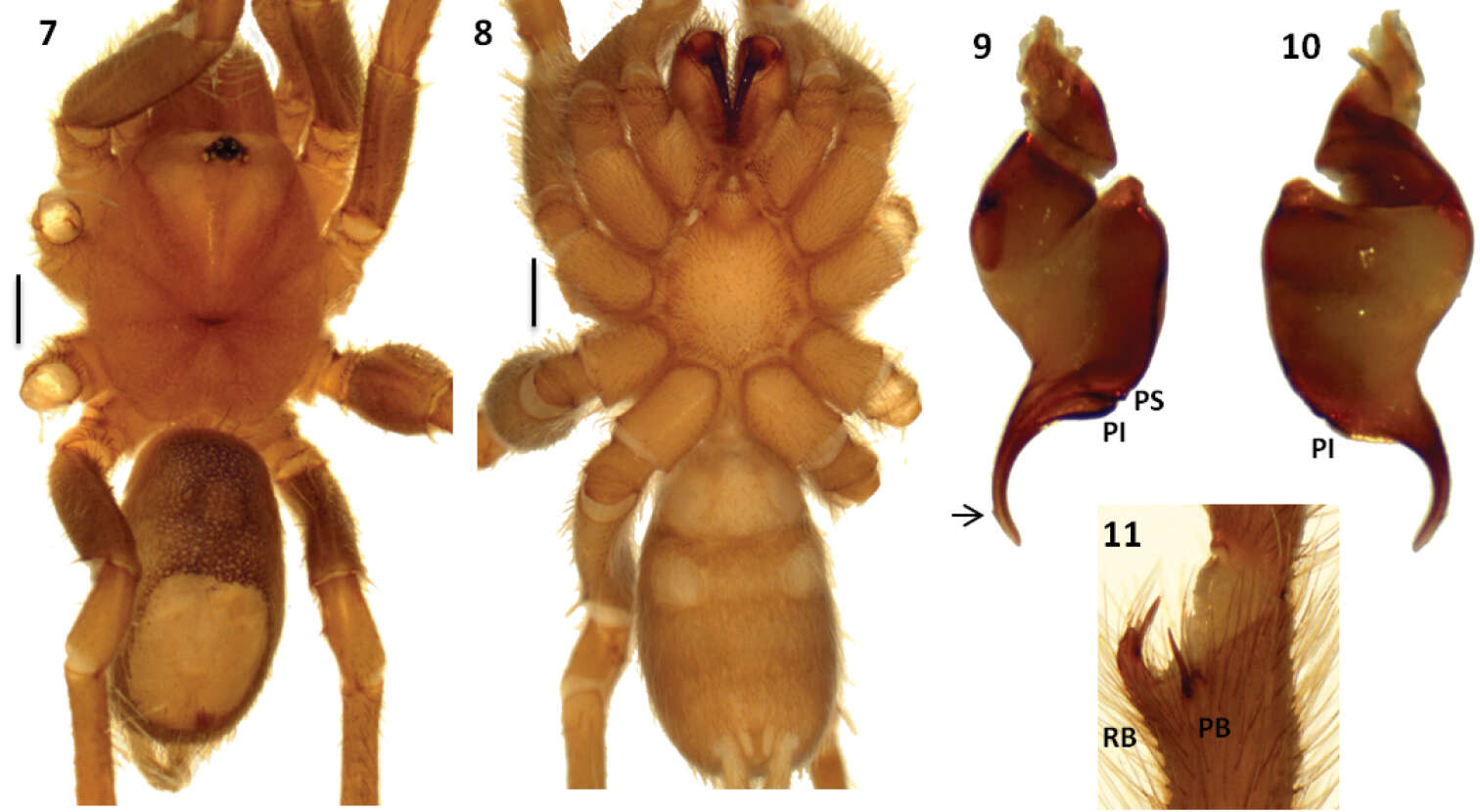 Image of Melloleitaoina mutquina Perafán & Pérez-Miles 2014