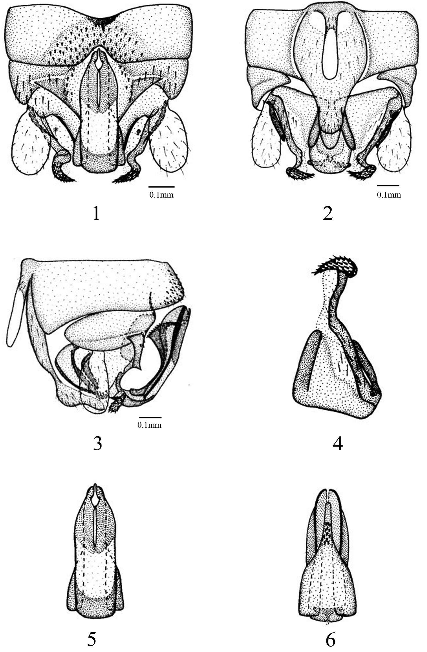 Image of Amphinemura