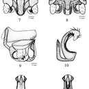 Amphinemura lingulata Du, Y. & Z. Wang 2014 resmi