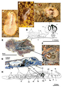 Image of Rhabditophora