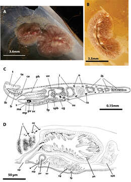 Imagem de Eurylepta