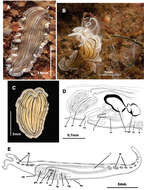 Image of Prostheceraeus