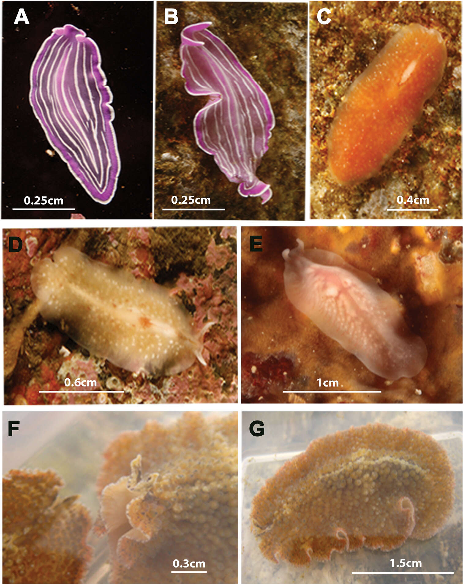 Image of Stylostomum