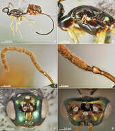 Image of fig wasps