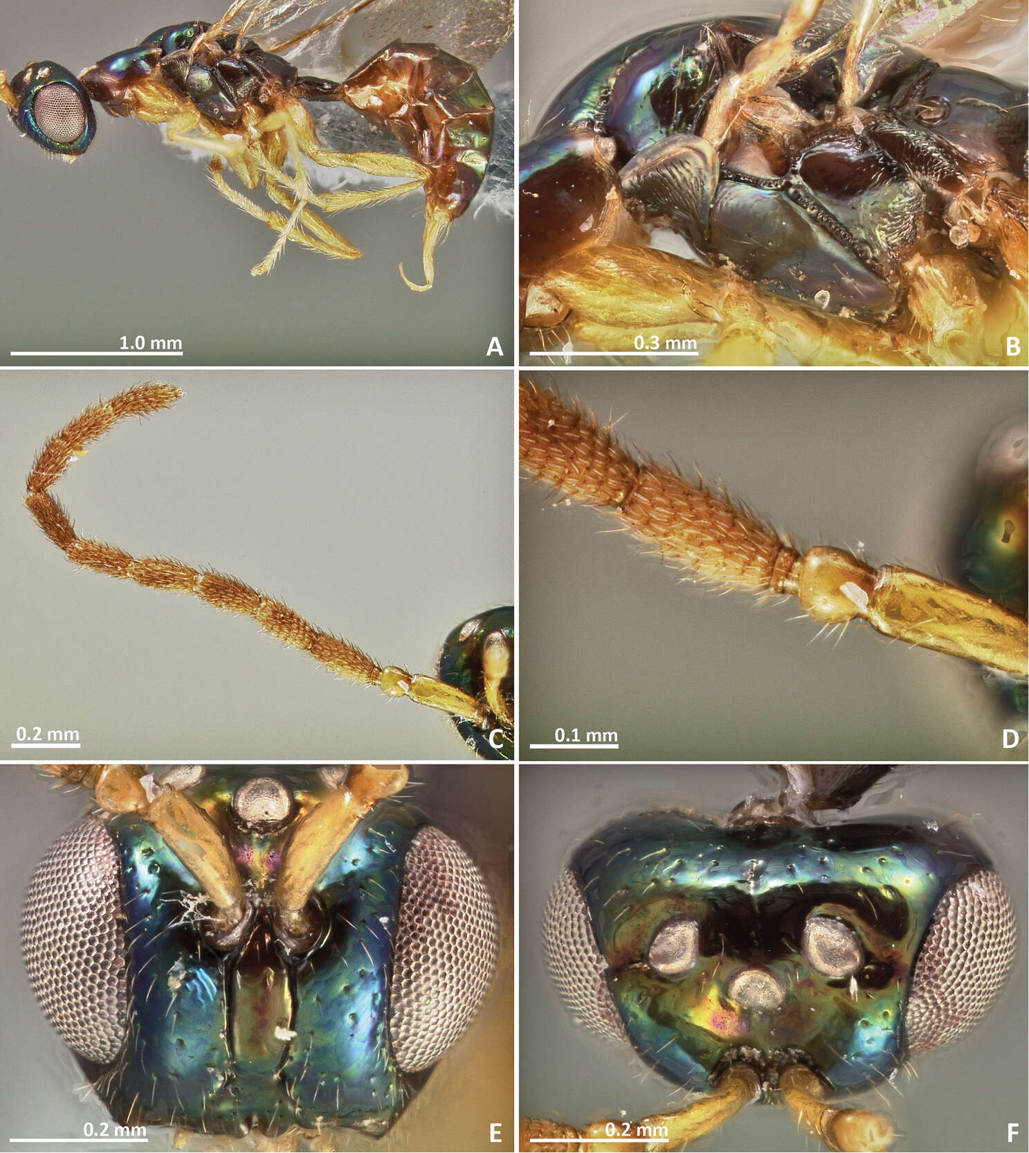 Image of fig wasps