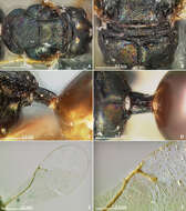 Image of fig wasps
