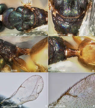 Image of fig wasps