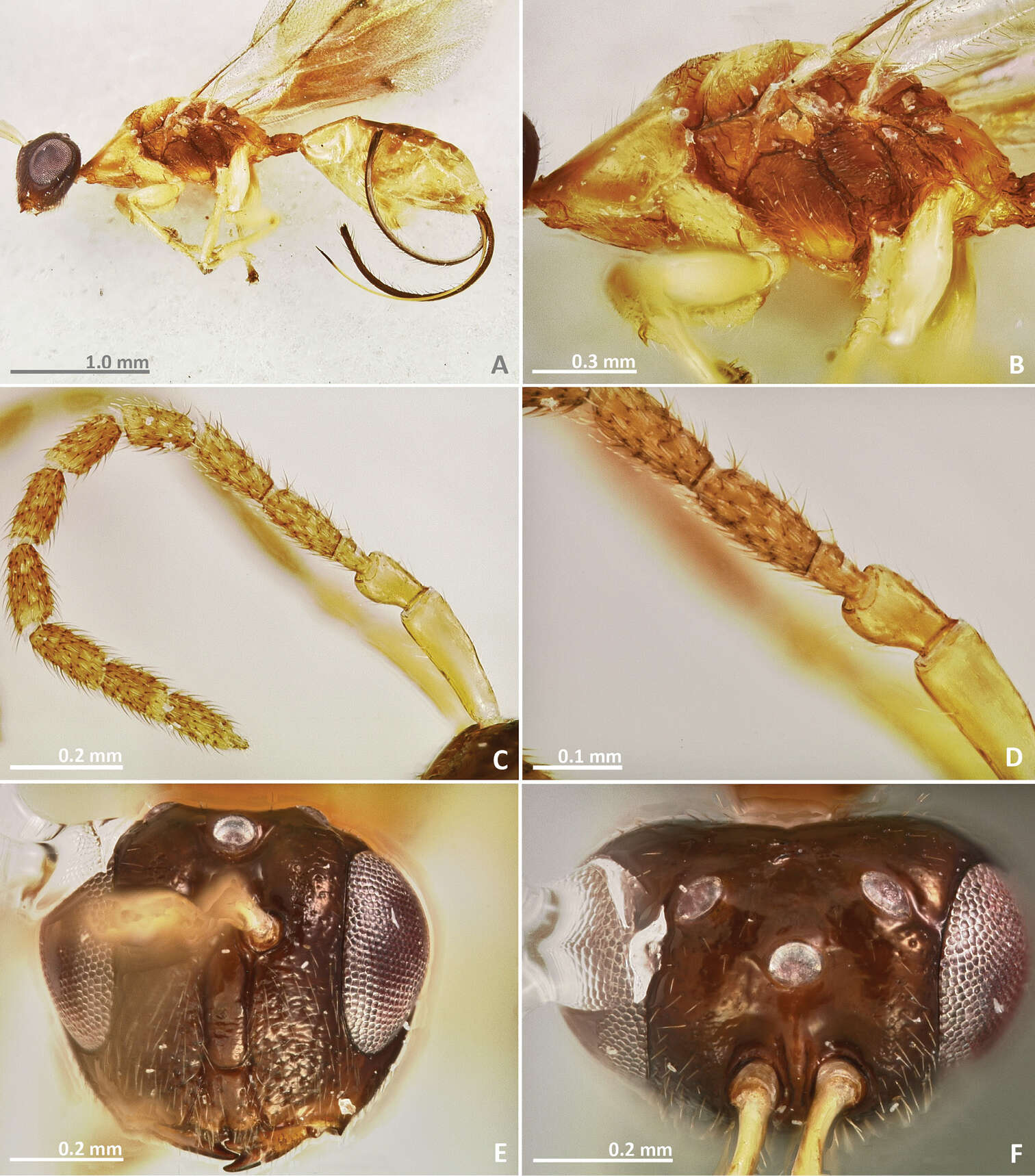 Image of fig wasps