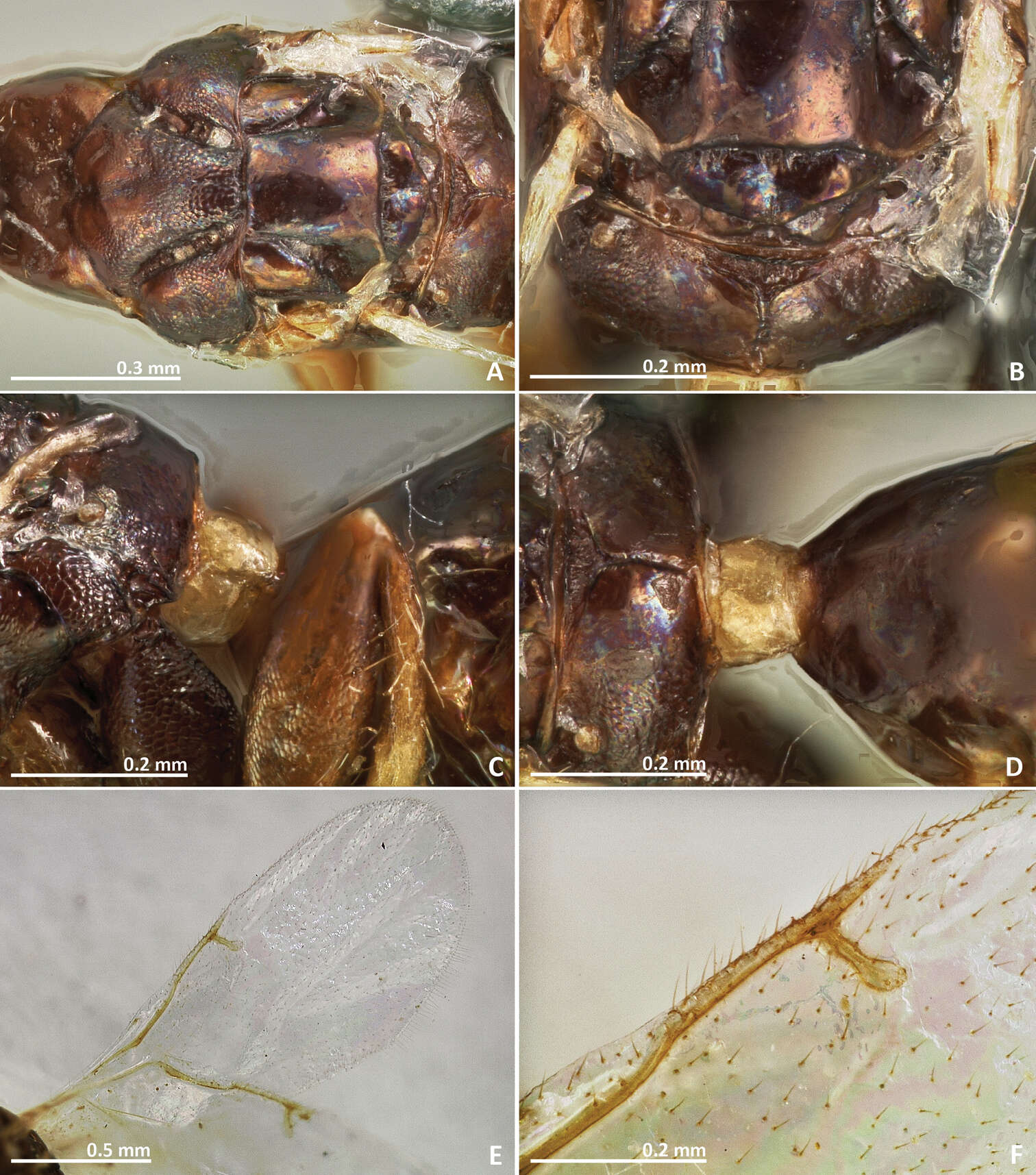 Image of fig wasps