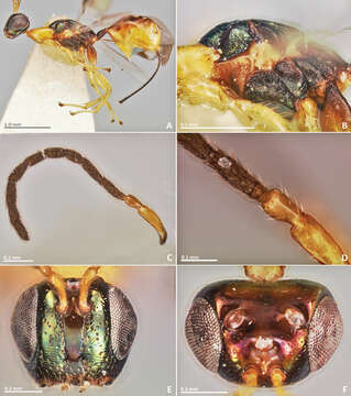 Image of fig wasps