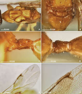 Image of Pseudidarnes astridae Farache & Rasplus