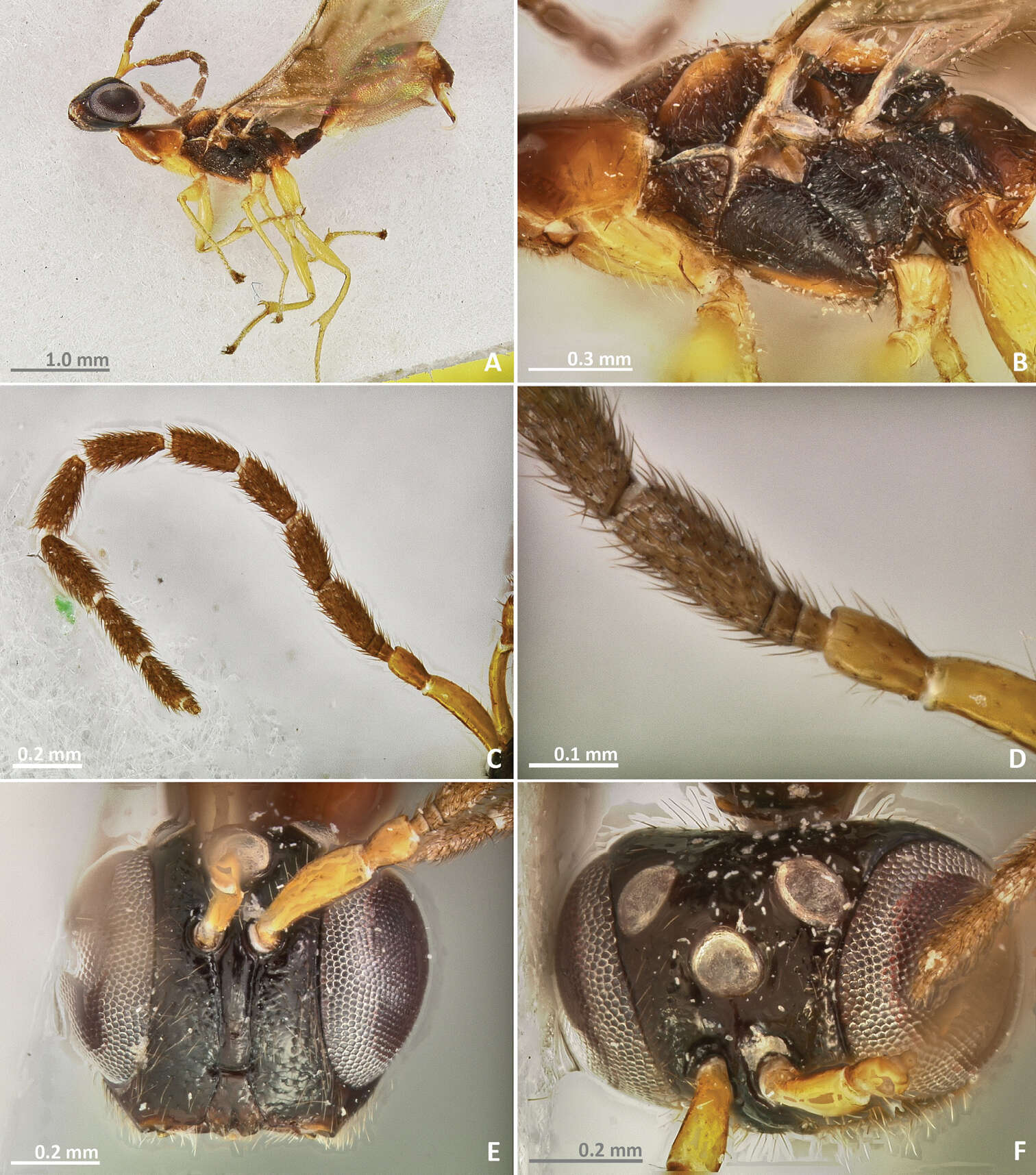 Image of Pseudidarnes astridae Farache & Rasplus