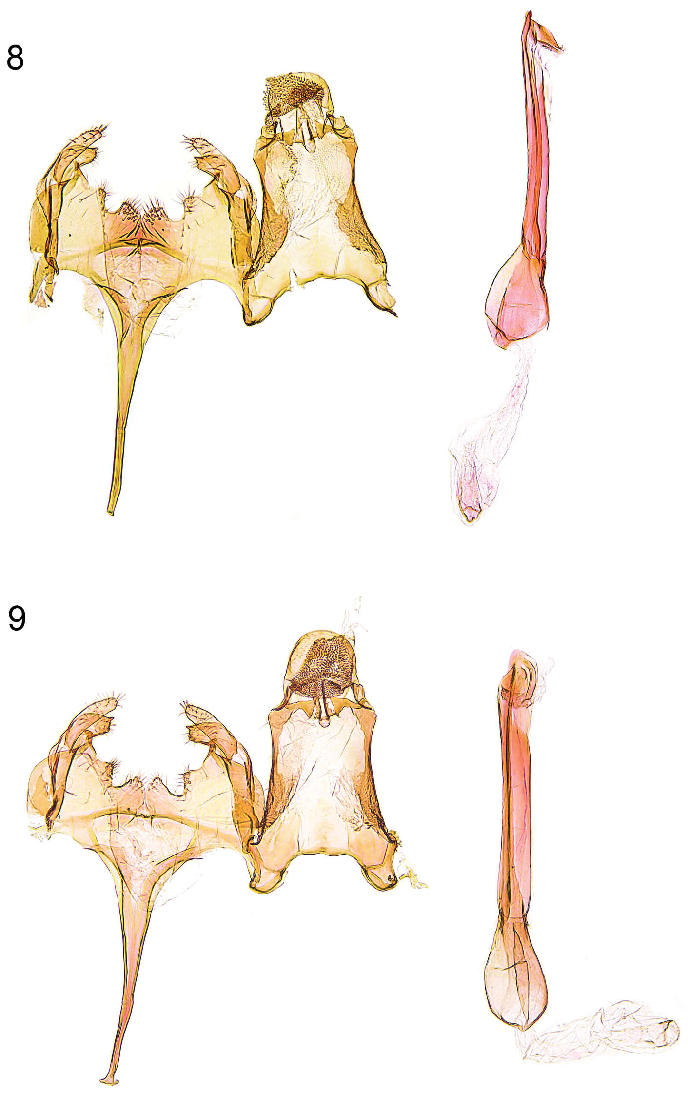 Image of Caryocolum