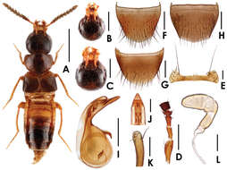 Image of Tetrasticta