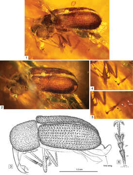 Image of pine flower weevils