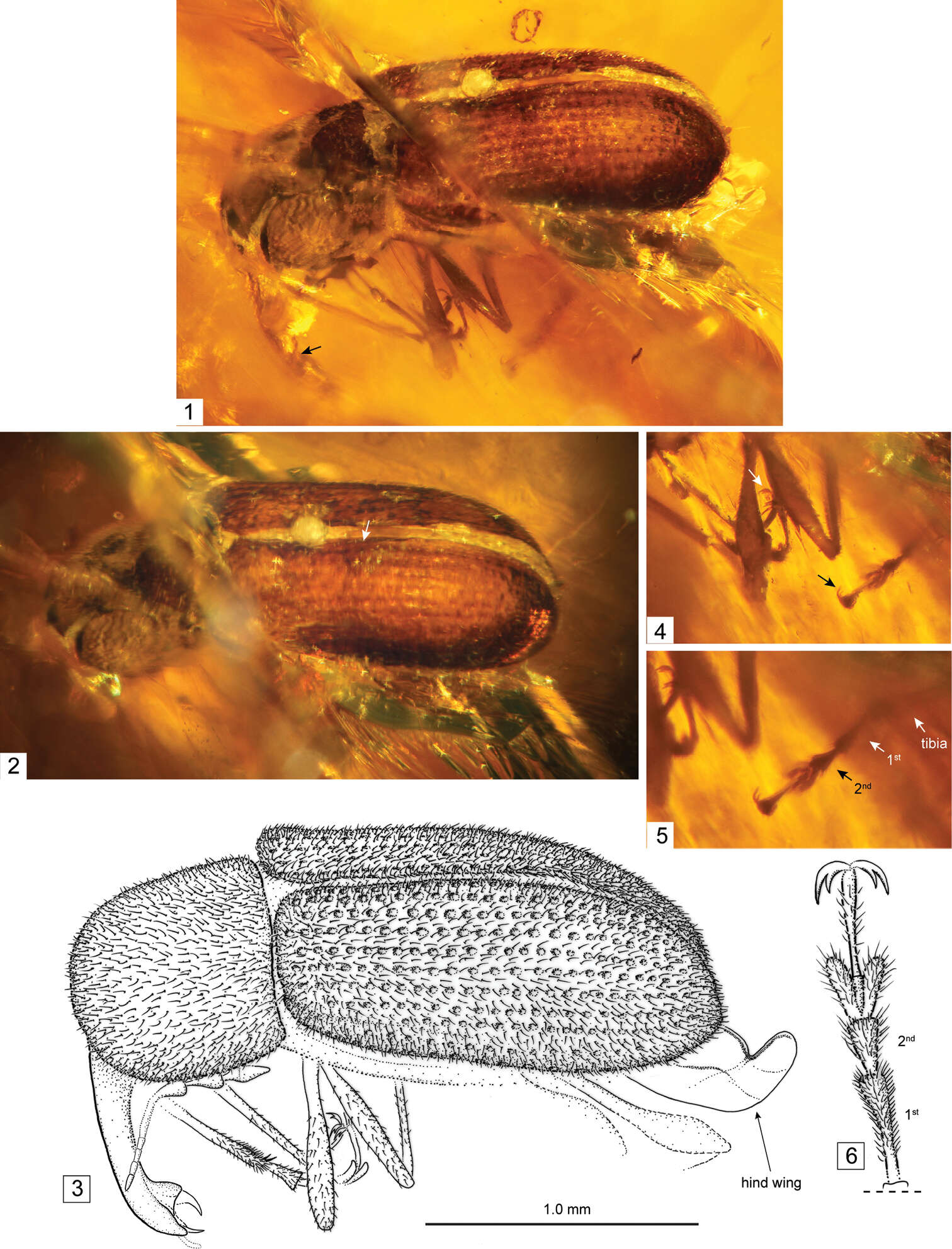 Image of <i>Burmonyx zigrasi</i> Davis & Engel 2014