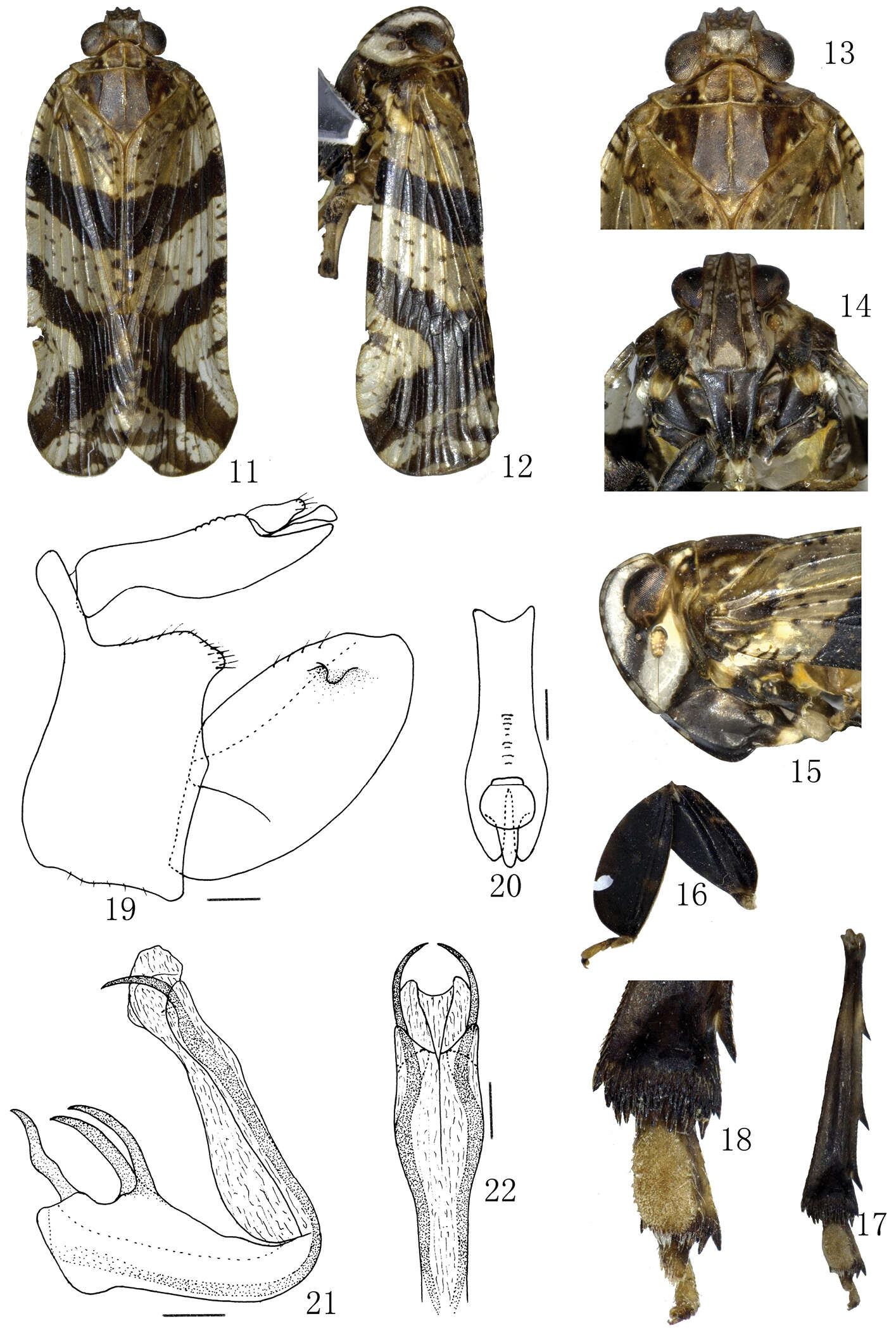 Image of Lacusa digitata Xing & Chen 2014