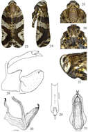 Image of Lacusa producta Xing & Chen 2014