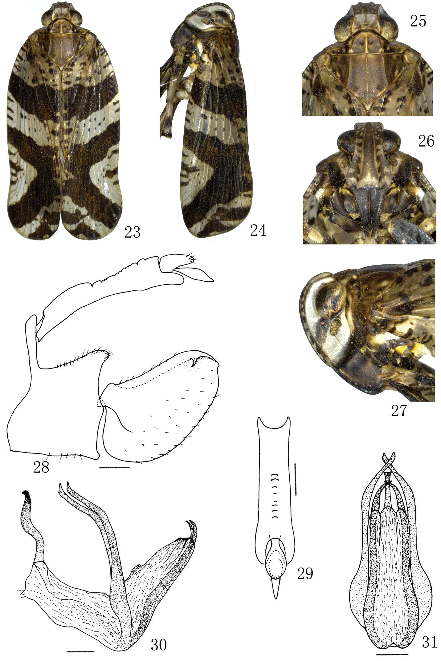 Image of Lacusa producta Xing & Chen 2014