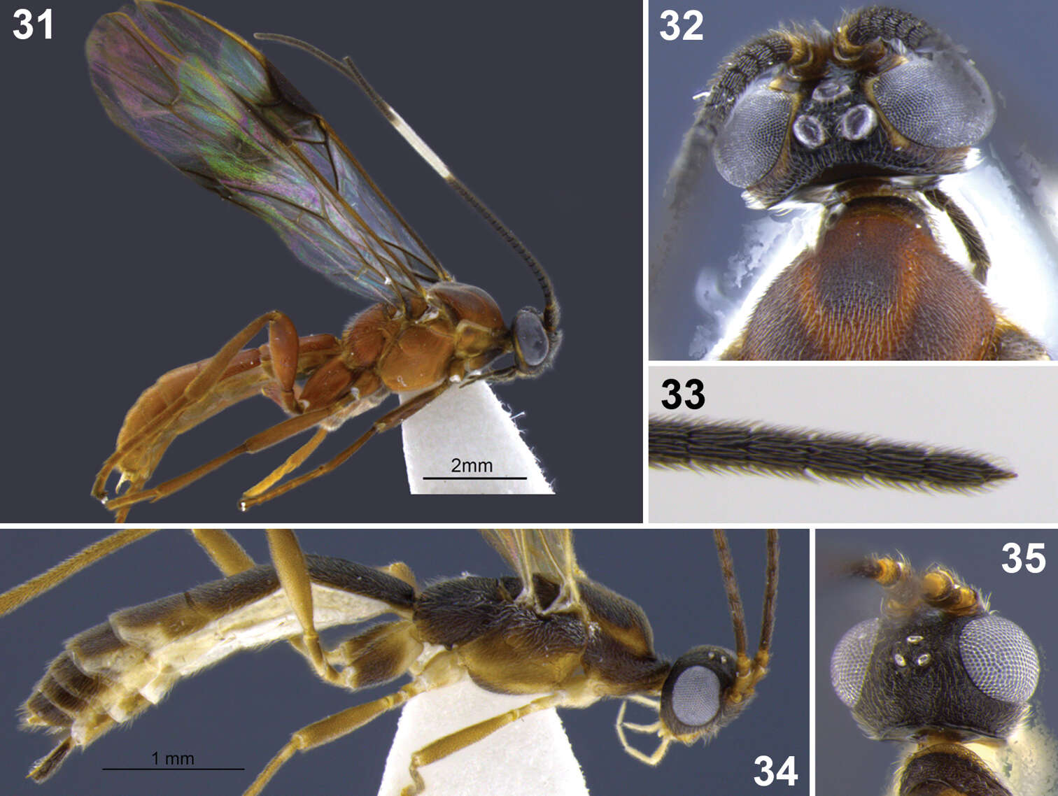 Image of Aleiodes delicatus Shimbori & Shaw 2014