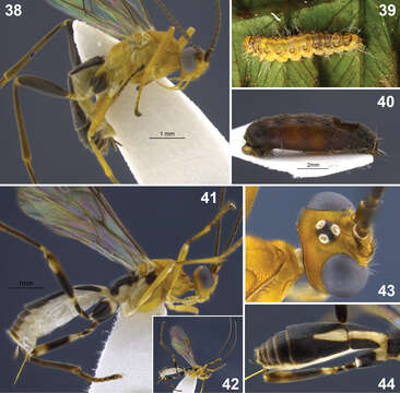 Image of Aleiodes elleni Shimbori & Shaw 2014