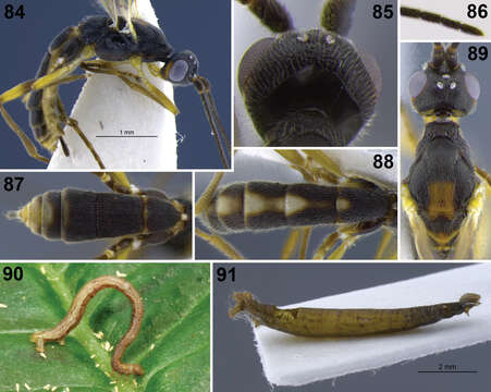 Image of Aleiodes nubicola Shimbori & Shaw 2014