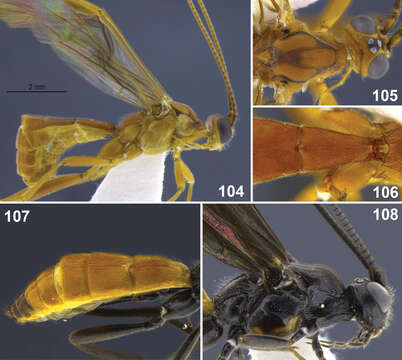 Image of Aleiodes stewarti Shimbori & Shaw 2014