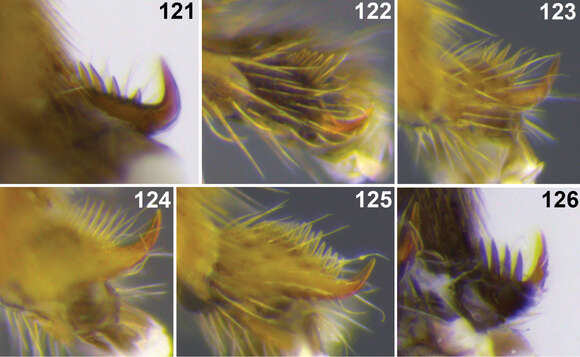 Image of Aleiodes stewarti Shimbori & Shaw 2014