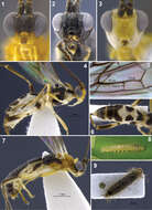 Image of Aleiodes albidactyl Shimbori & Shaw 2014