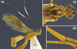 Image of Aleiodes albiviria Shimbori & Shaw 2014