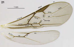 Image of Aleiodes albiviria Shimbori & Shaw 2014