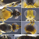 Image of Aleiodes arbitrium Townsend 2009