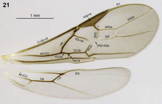 Image of <i>Aleiodes atripileatus</i>