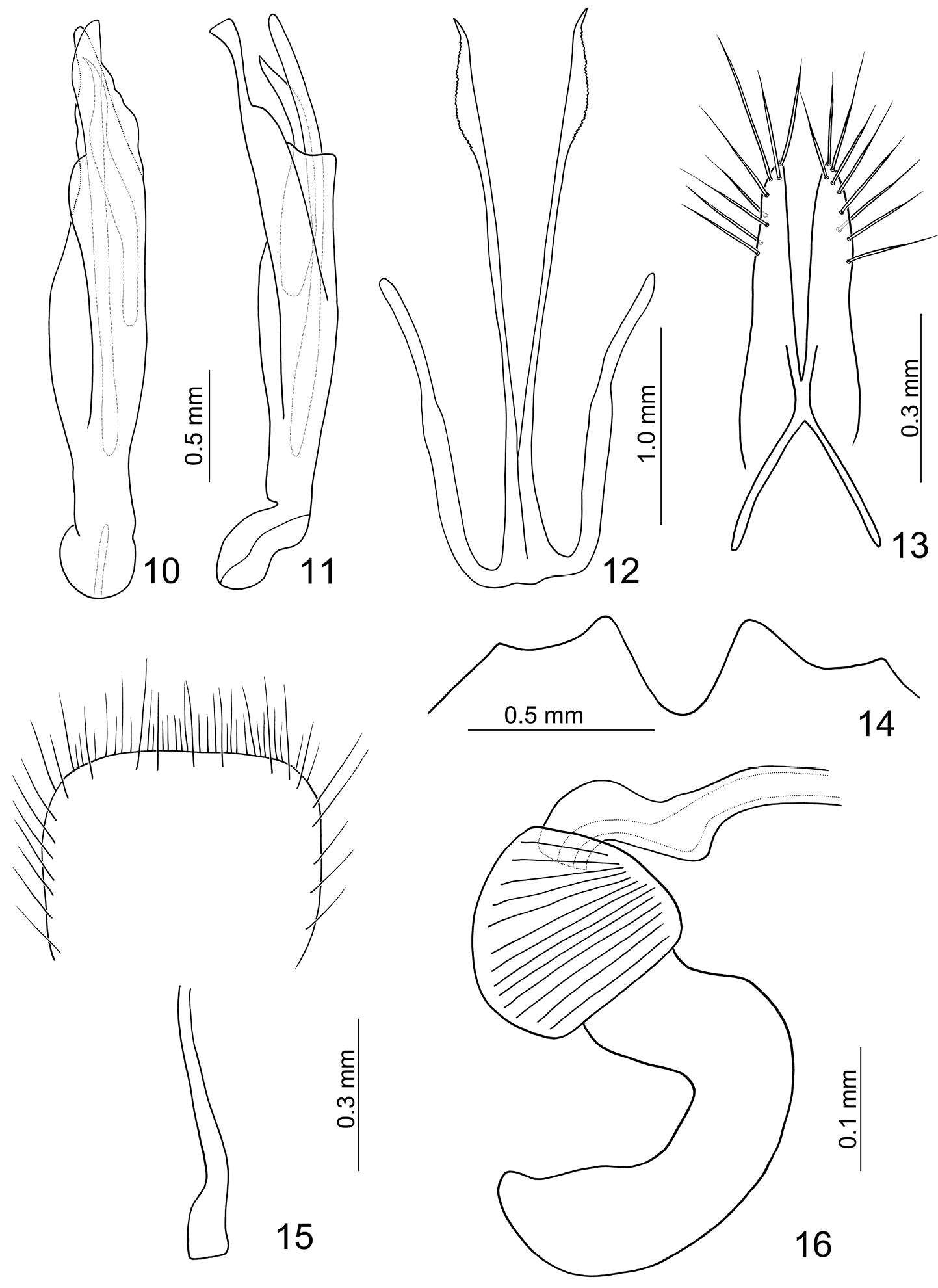 Image of Paridea