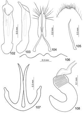 Image of <i>Paridea kaoi</i> Baly 1886