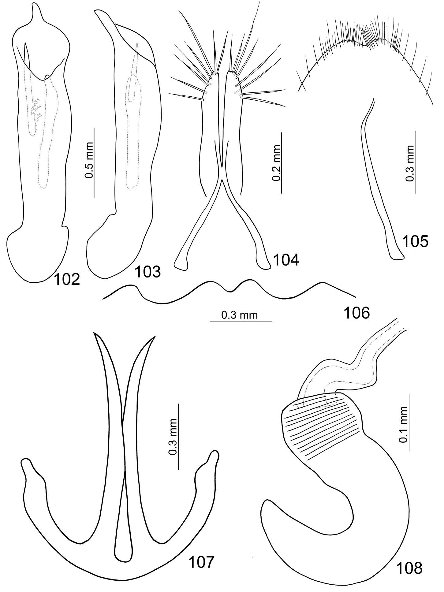 Image of <i>Paridea kaoi</i> Baly 1886