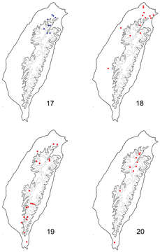 Image of <i>Paridea kaoi</i> Baly 1886