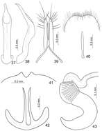 Image of Paridea (Semacia) sexmaculata (Laboissière 1930)