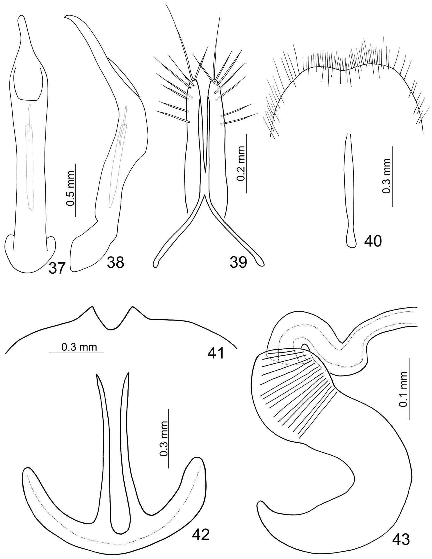 Image of Paridea (Semacia) sexmaculata (Laboissière 1930)