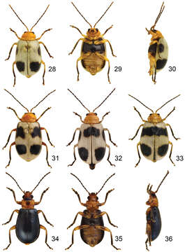 Image of Paridea (Semacia) sexmaculata (Laboissière 1930)