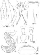 Image of Paridea (Paridea) costata (Chûjô 1935)