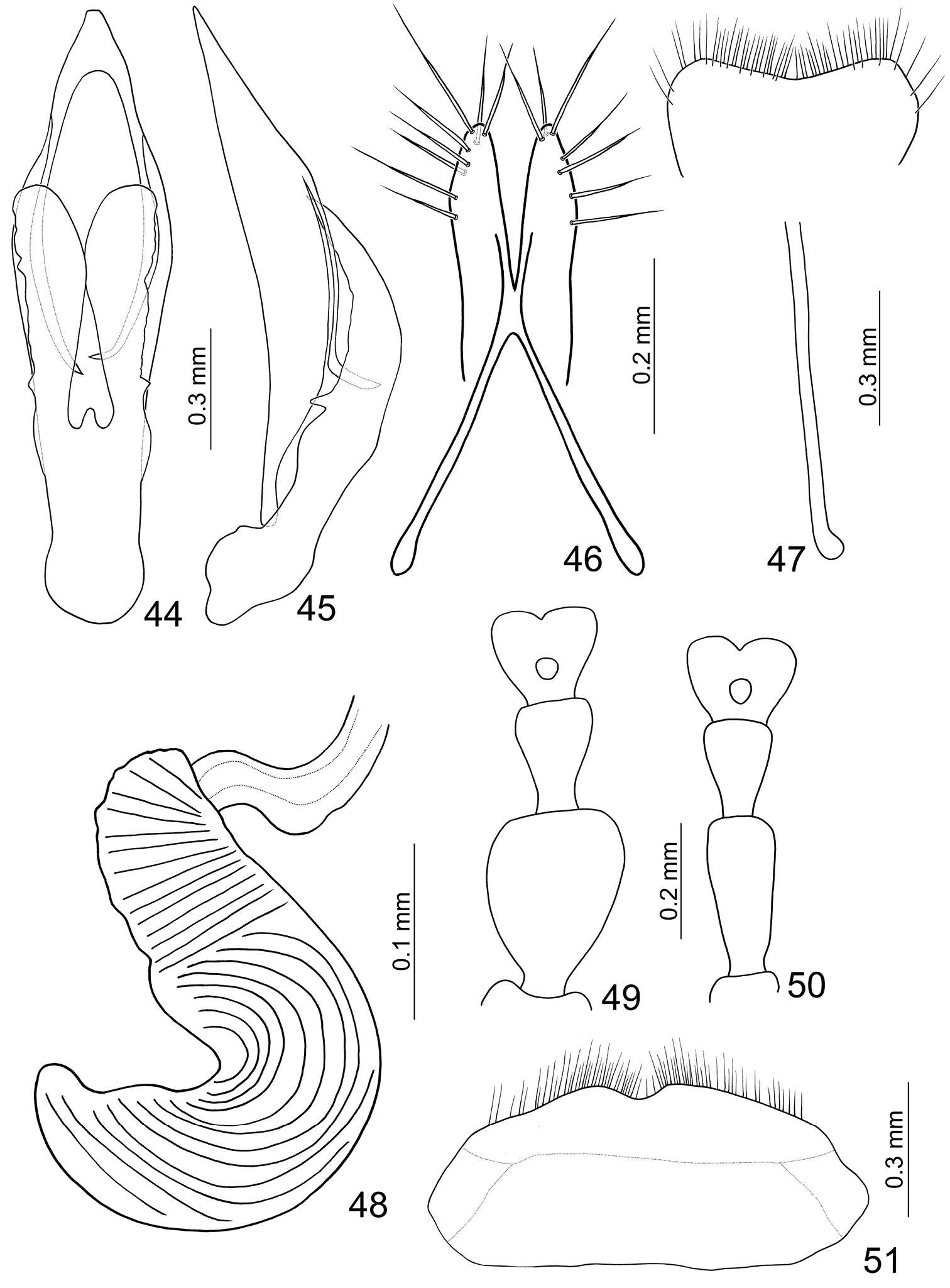 Image of Paridea (Paridea) costata (Chûjô 1935)