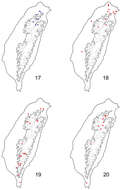 Image of Paridea (Paridea) costata (Chûjô 1935)