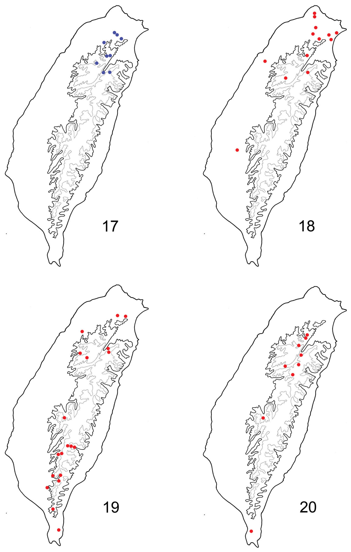 Image of Paridea (Paridea) costata (Chûjô 1935)