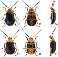 Image of Paridea (Paridea) cyanipennis (Chûjô 1935)