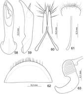 Image of Paridea (Paridea) cyanipennis (Chûjô 1935)