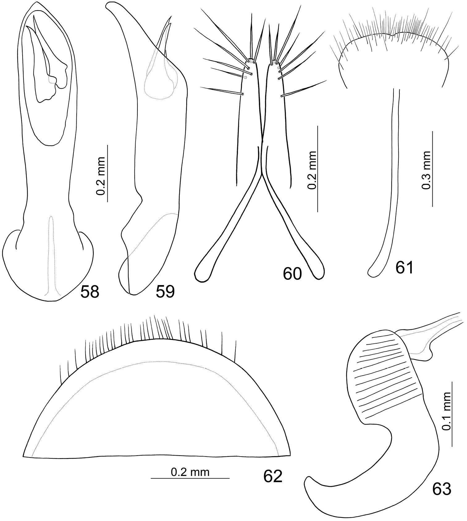 Image of Paridea (Paridea) cyanipennis (Chûjô 1935)