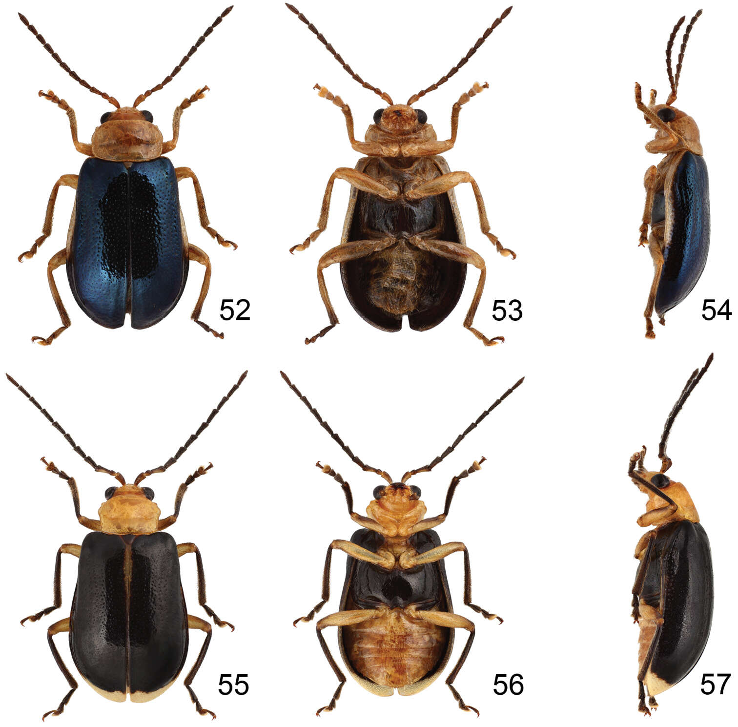 Image of Paridea (Paridea) sauteri (Chûjô 1935)