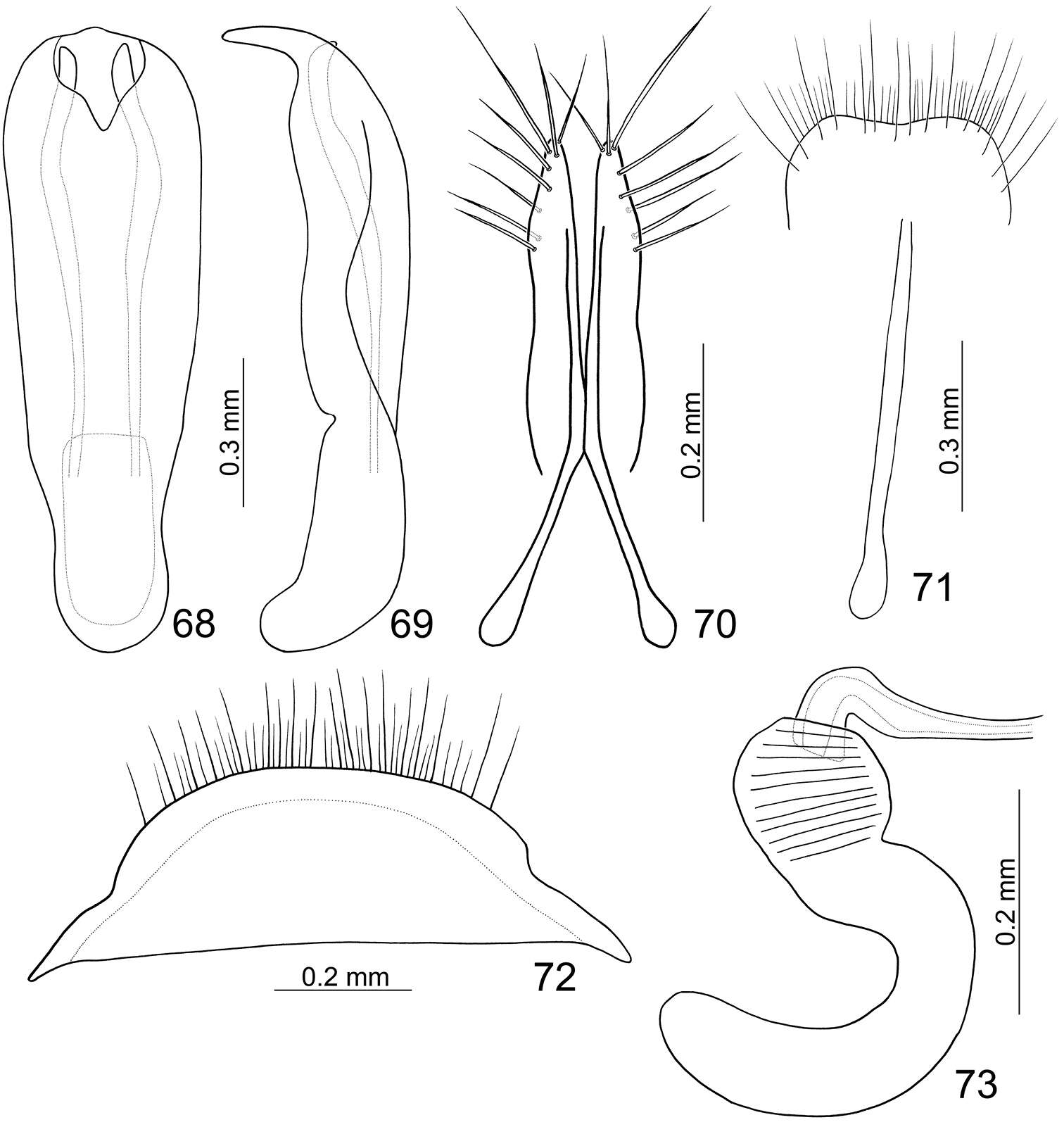 Image of Paridea (Paridea) sauteri (Chûjô 1935)